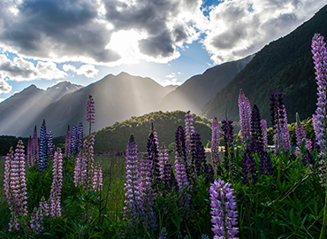 New Zealand